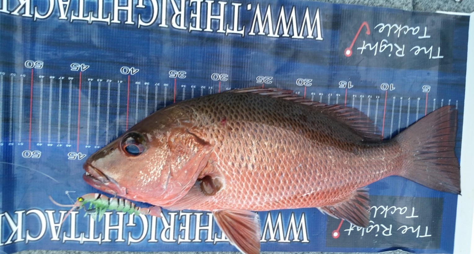 CatchNMeasure App Screenshot